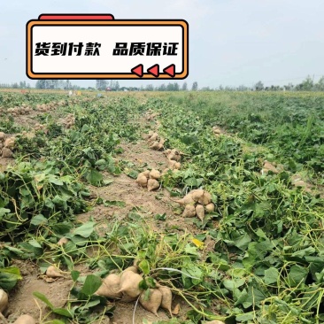 湖北天门现挖凉薯豆薯新鲜白地瓜沙葛现货质量保证