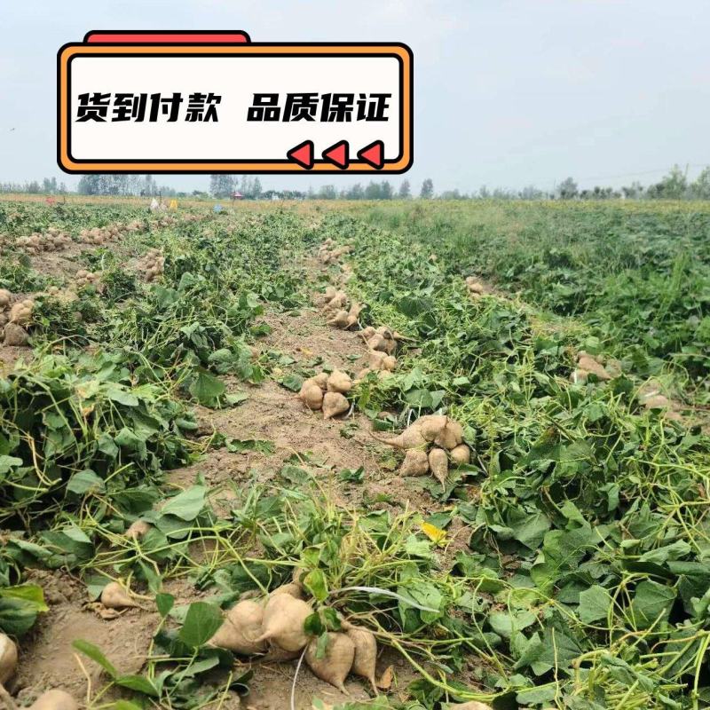 湖北天门现挖凉薯豆薯新鲜白地瓜沙葛现货质量保证
