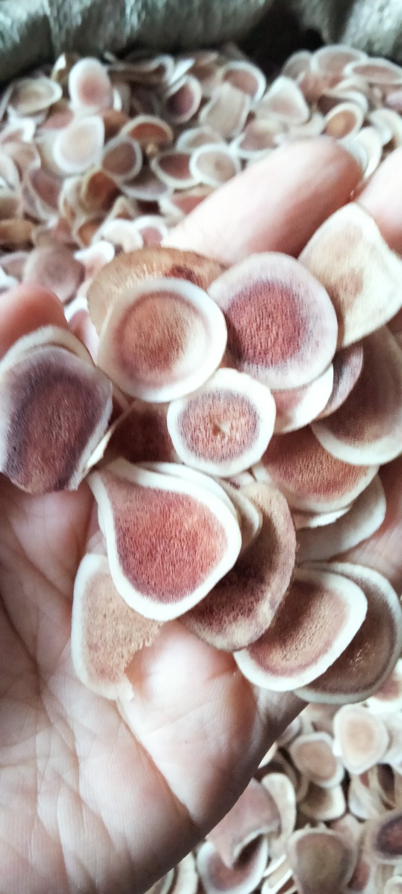 【质量好】鹿茸片吉林鹿场发货人工筛选质量精选男泡酒水