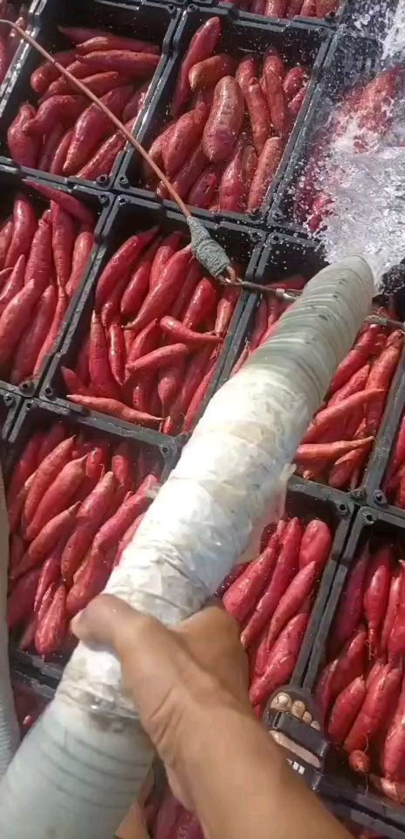 红薯西瓜红，沙地西瓜红皮色鲜艳光滑，肉质细腻软糯香甜红瓤