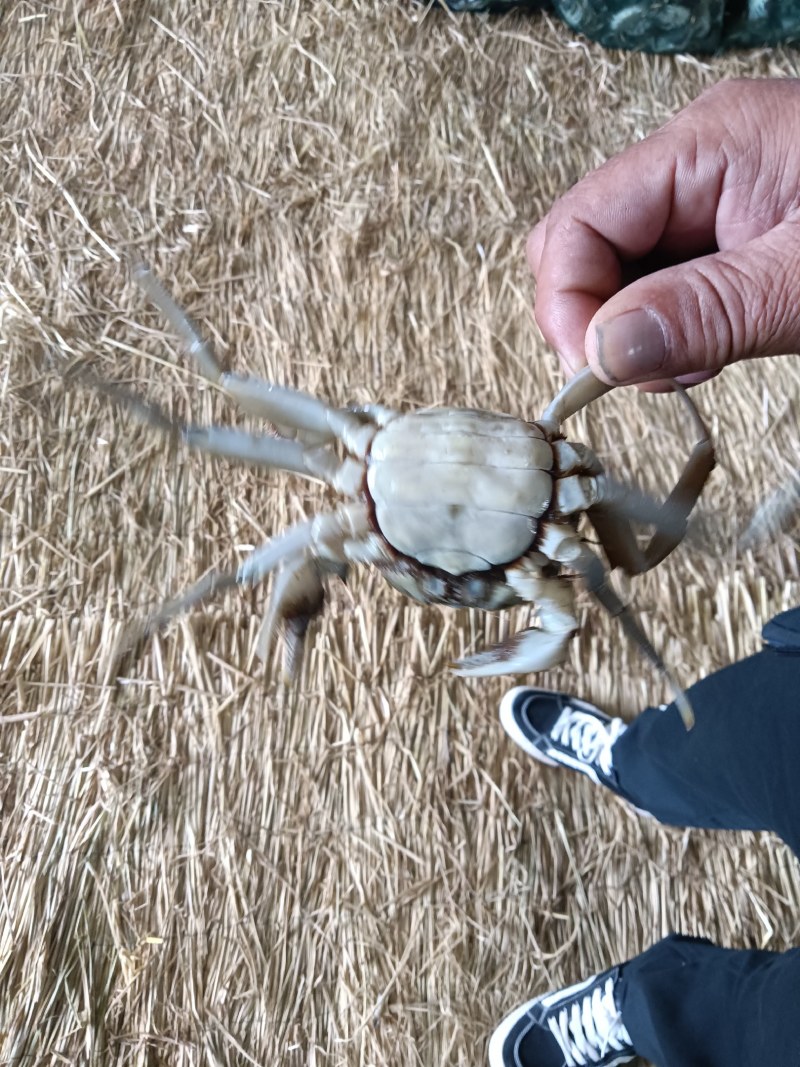 河蟹