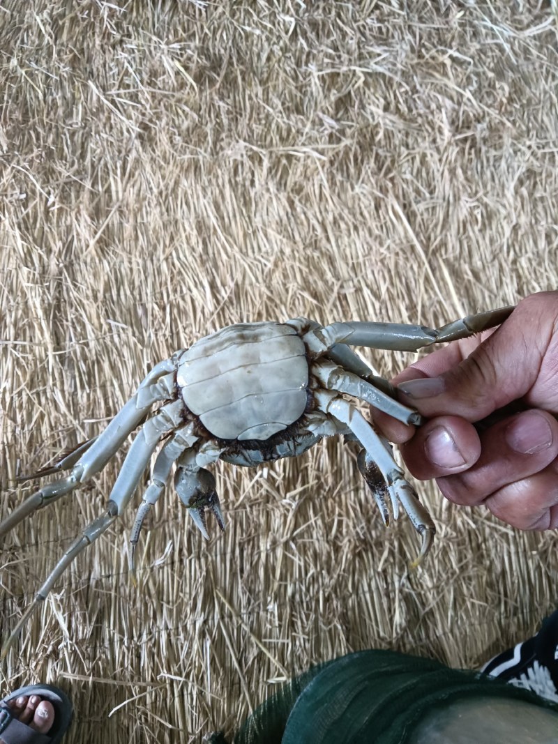 河蟹