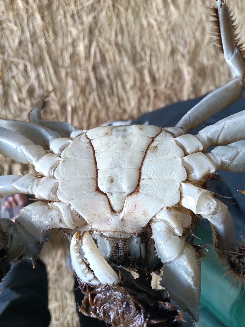 河蟹