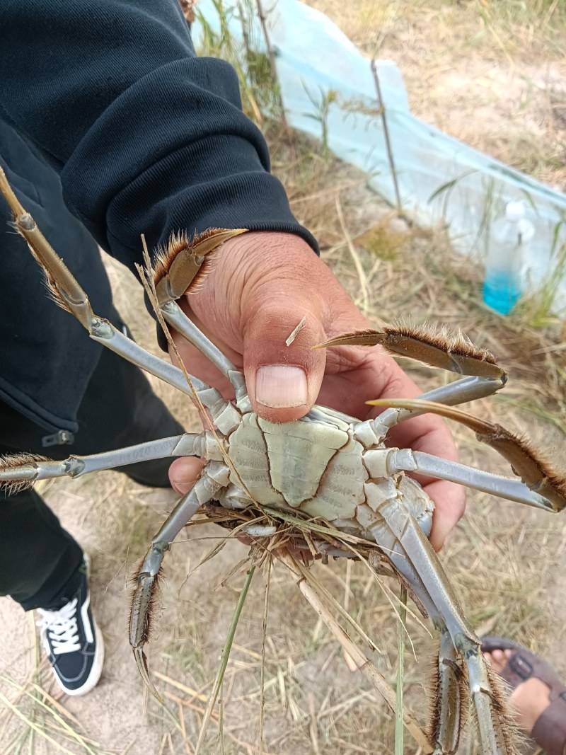河蟹
