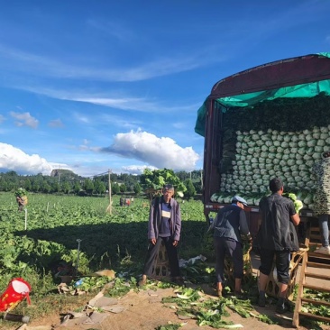 黄心白菜大量现货