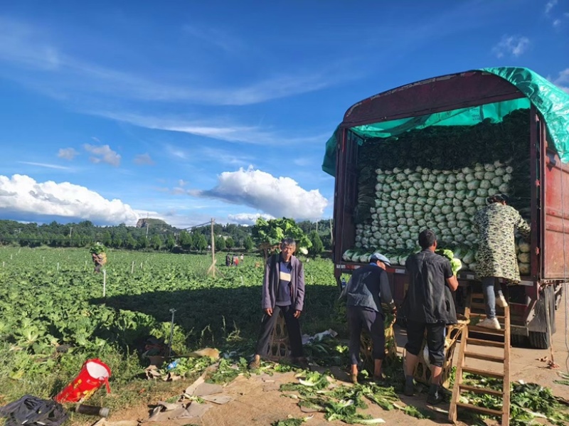 黄心白菜大量现货