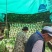 黄心白菜大量现货