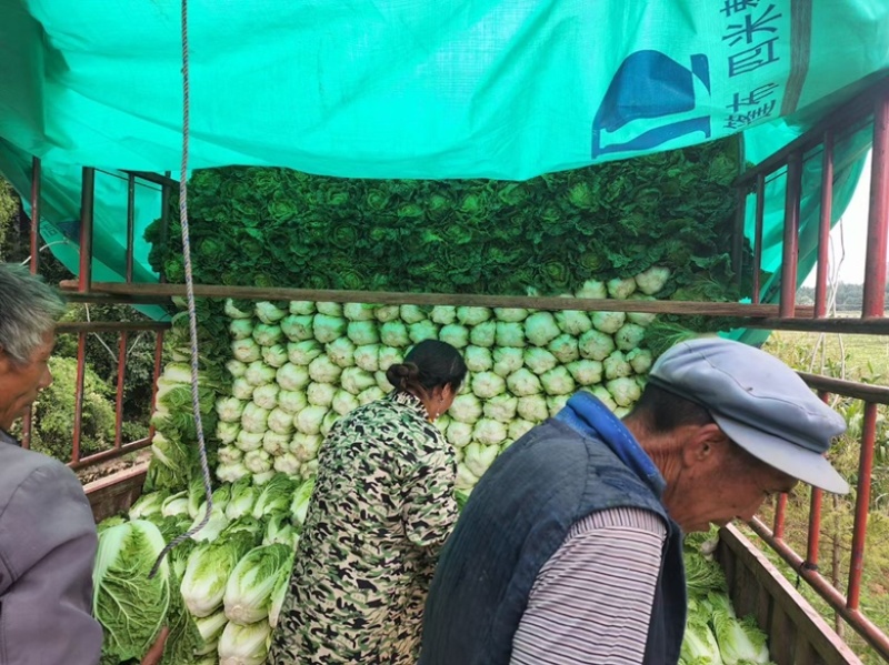 黄心白菜大量现货