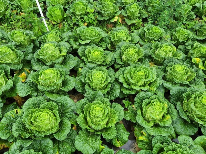 黄心白菜大量现货