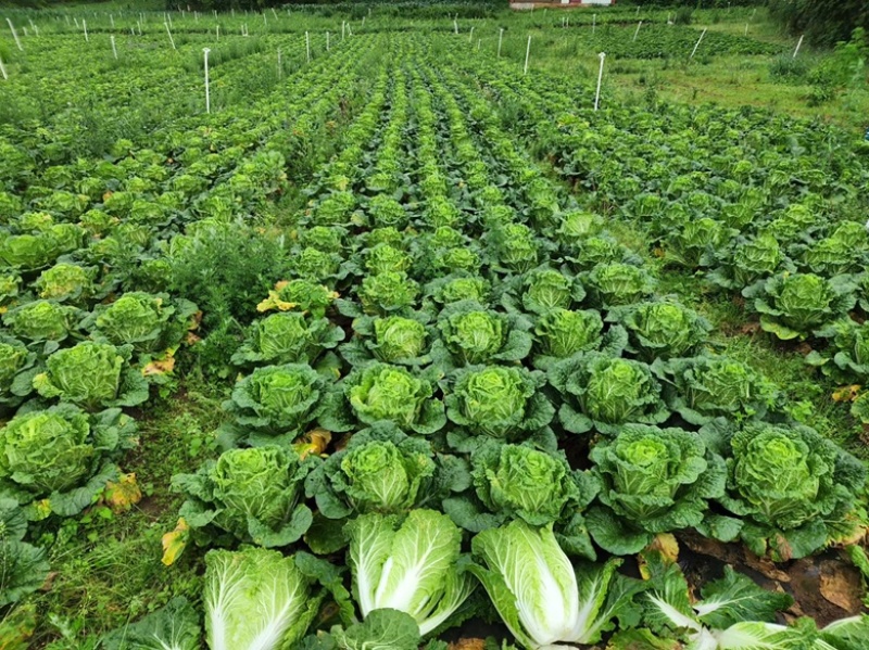 黄心白菜大量现货