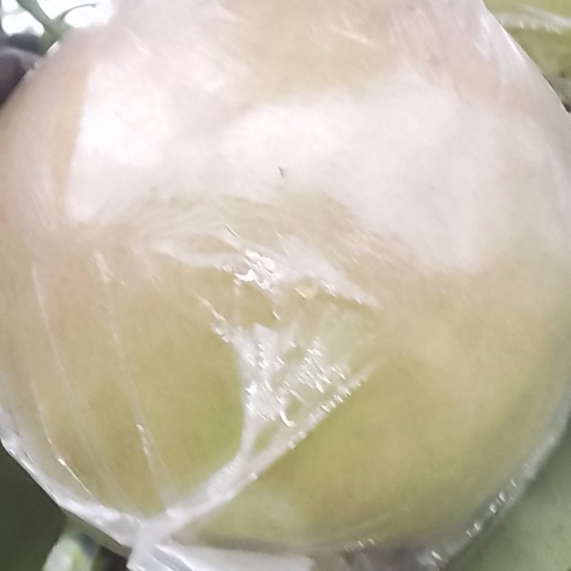 玉露香梨秋月梨