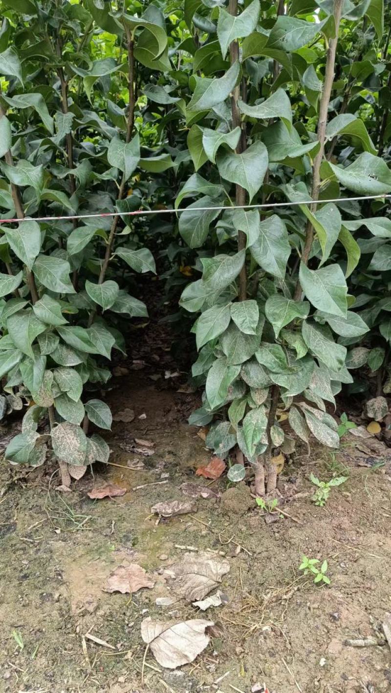 新西兰品种;超月梨，果大脆甜，九月中旬成熟，栽植当年结果