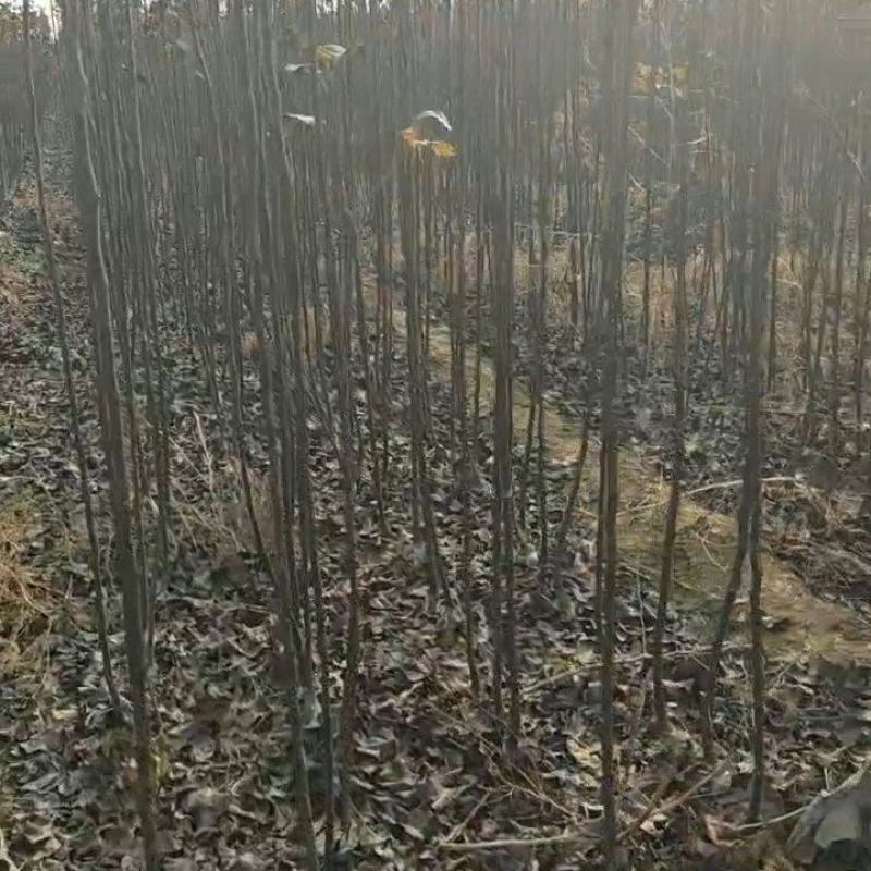 新西兰品种;超月梨，果大脆甜，九月中旬成熟，栽植当年结果