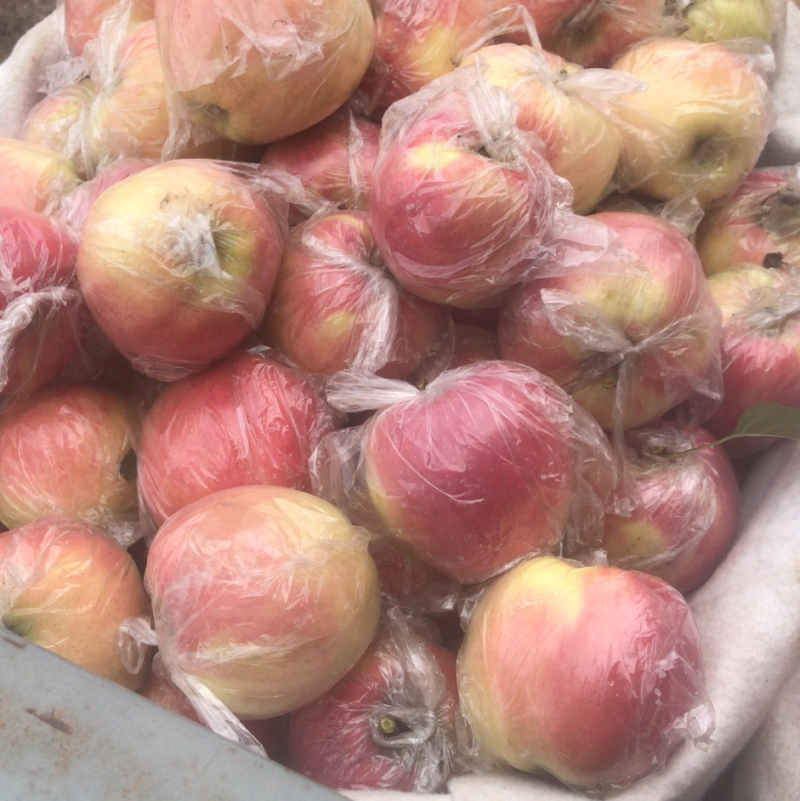 河北唐山乐亭冰糖心大量走货中，