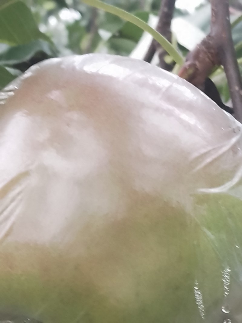 玉露香梨秋月梨
