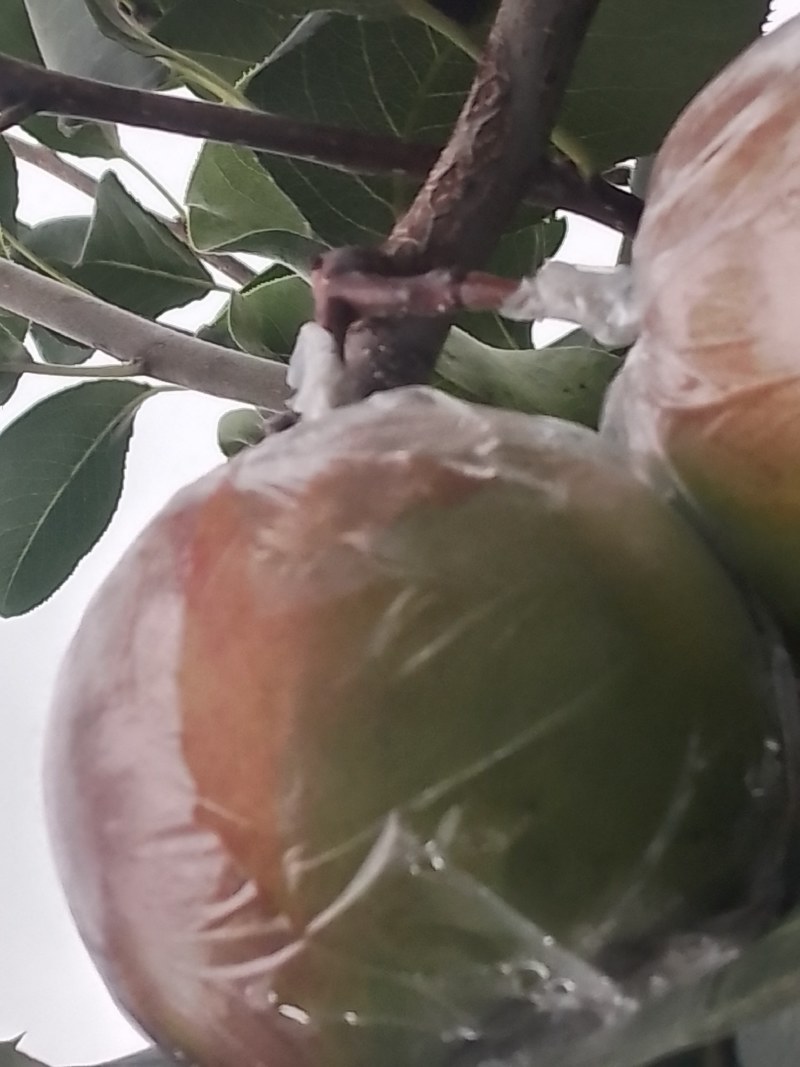 玉露香梨秋月梨
