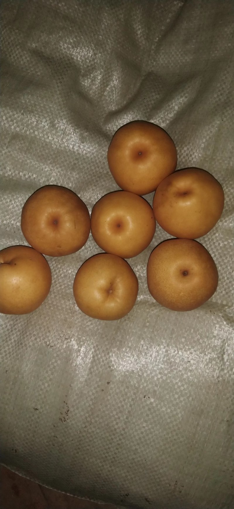 玉露香梨秋月梨