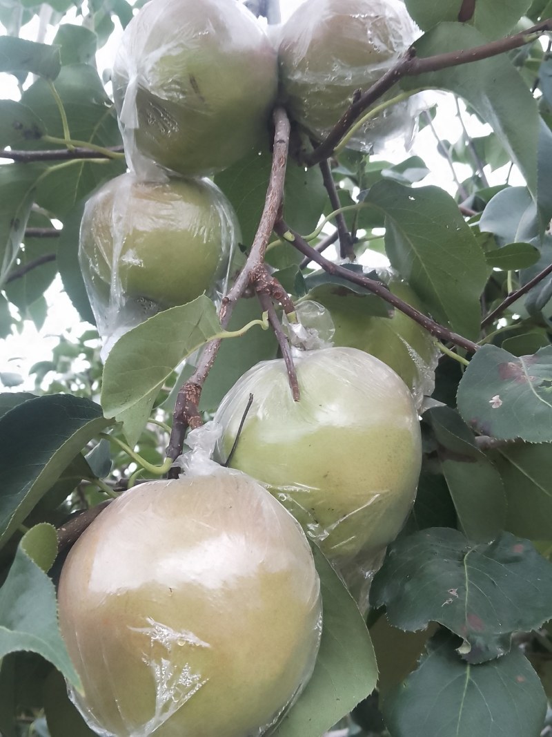 玉露香梨秋月梨