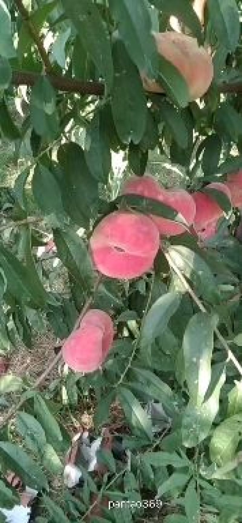 瑞蟠二十一，白肉红蟠桃，九月中下旬成熟，百亩桃子基地，
