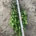 瓜子黄杨地苗，小叶黄杨雀舌黄杨苗地笼子