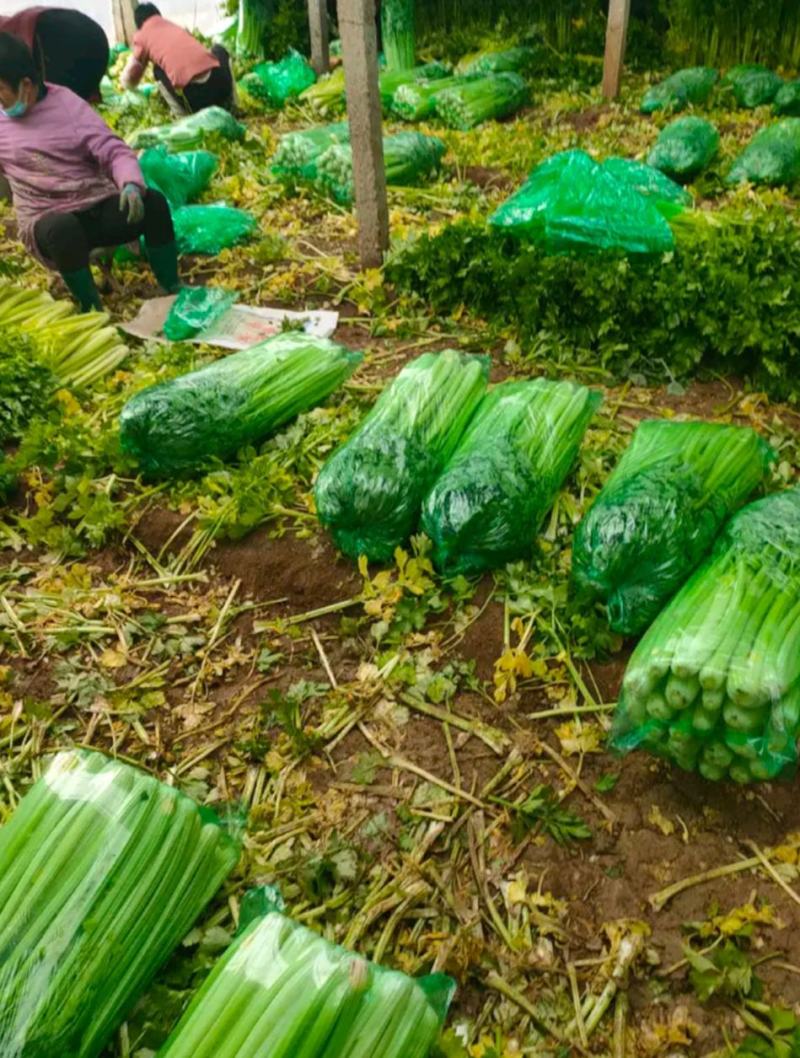 皇妃优质西芹基地种植一手货源货源稳定质量三保