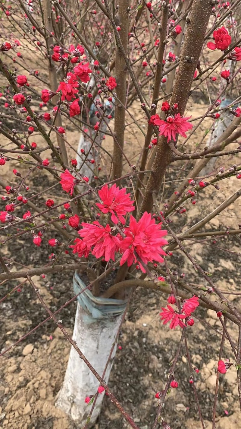 菊花桃精品菊花碧桃产地直发规格齐全全国发货欢迎联系