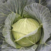 包包菜。包菜。寒将军包包菜。甘蓝。莲花白