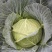 包包菜。包菜。寒将军包包菜。甘蓝。莲花白