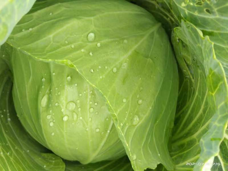 包包菜。包菜。寒将军包包菜。甘蓝。莲花白