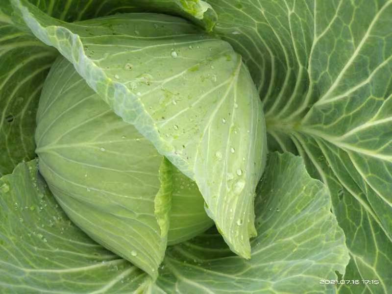 包包菜。包菜。寒将军包包菜。甘蓝。莲花白