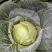包包菜。包菜。寒将军包包菜。甘蓝。莲花白
