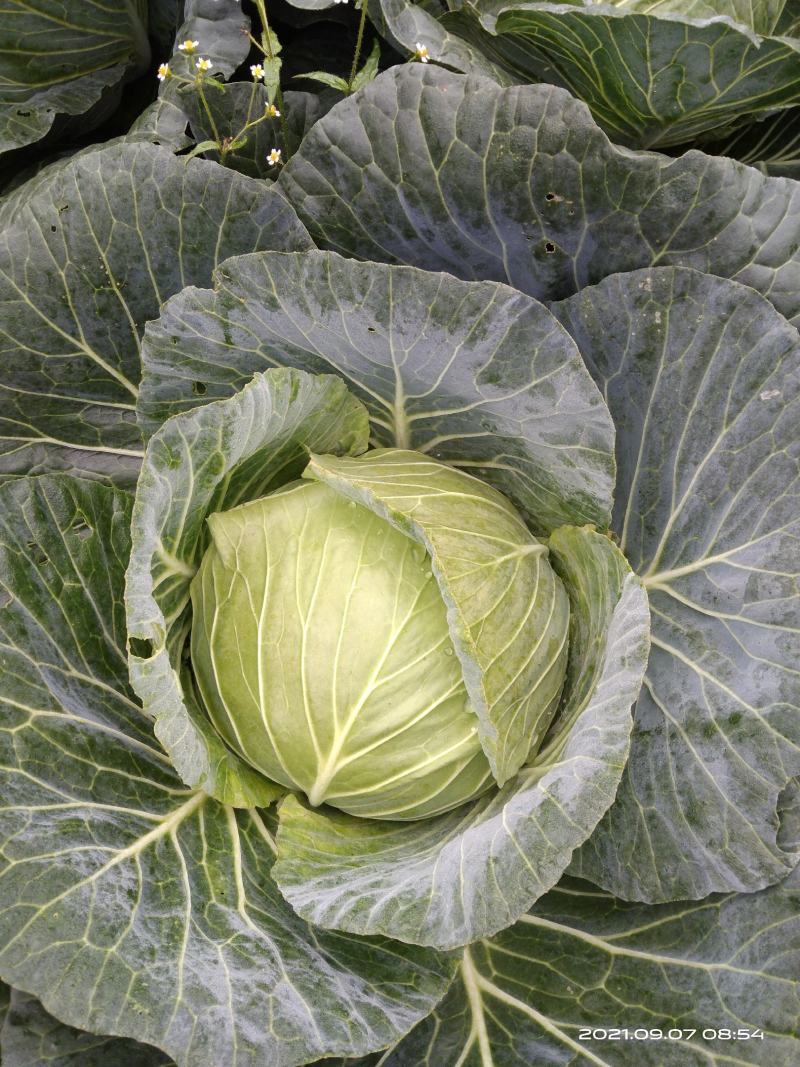 包包菜。包菜。寒将军包包菜。甘蓝。莲花白