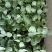 【推荐】80天小米粒菜花苗，大量现货，育苗基地供应，欢迎选购