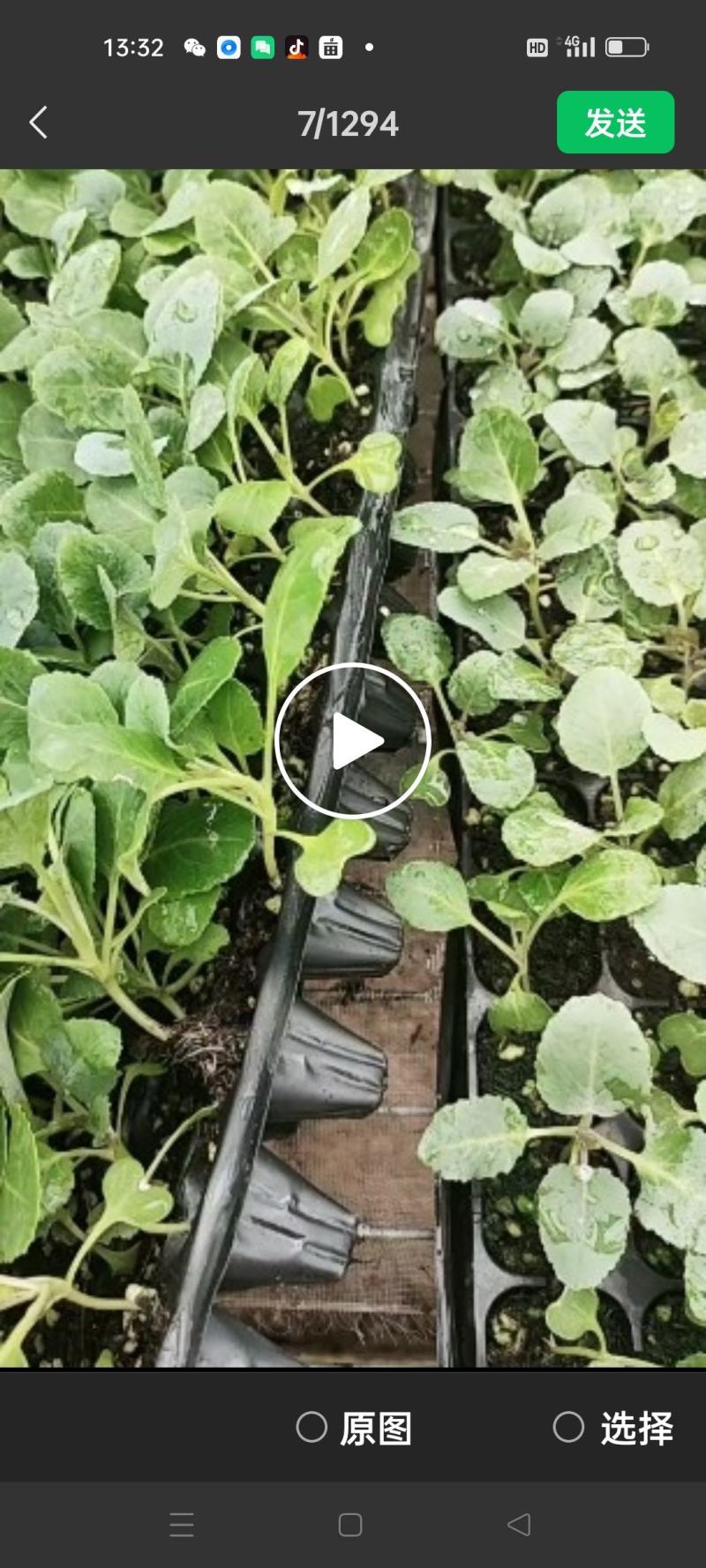 【推荐】80天小米粒菜花苗，大量现货，育苗基地供应，欢迎选购
