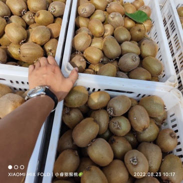 海沃德猕猴桃