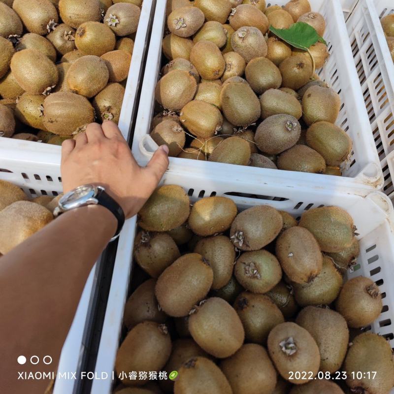 海沃德猕猴桃