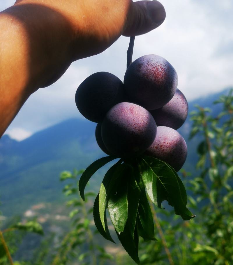 汶川高山脱骨脆红李