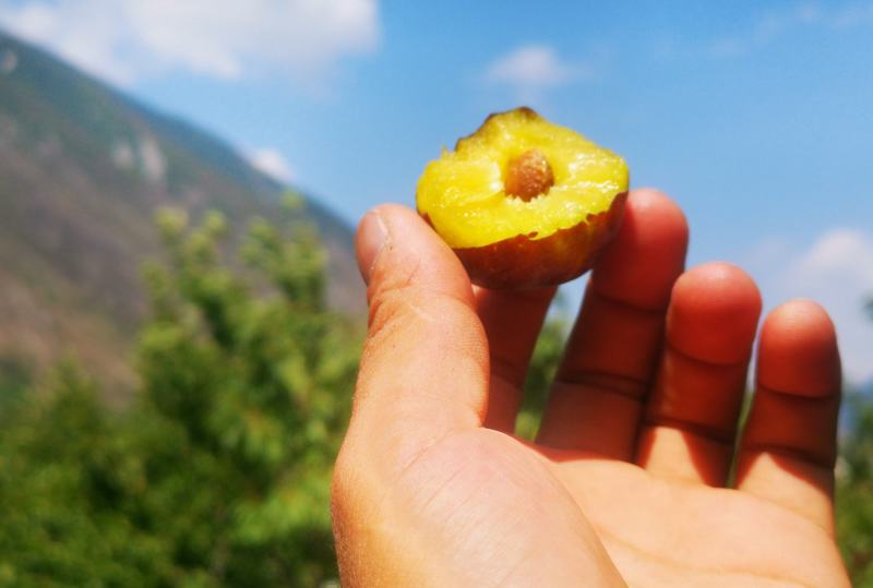 汶川高山脱骨脆红李