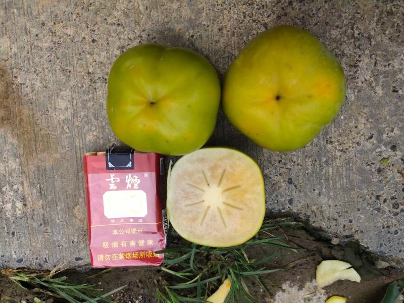 甜脆柿子云南甜脆柿子巧克力脆柿子生吃脆柿子
