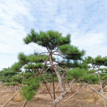 造型油松，形态各异，树形优美高度2-5米，粗度15公分