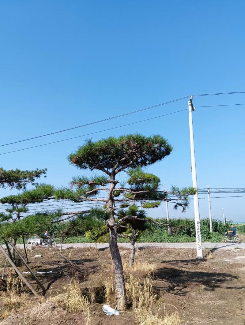 造型油松，形态各异，树形优美高度2-5米，粗度15公分