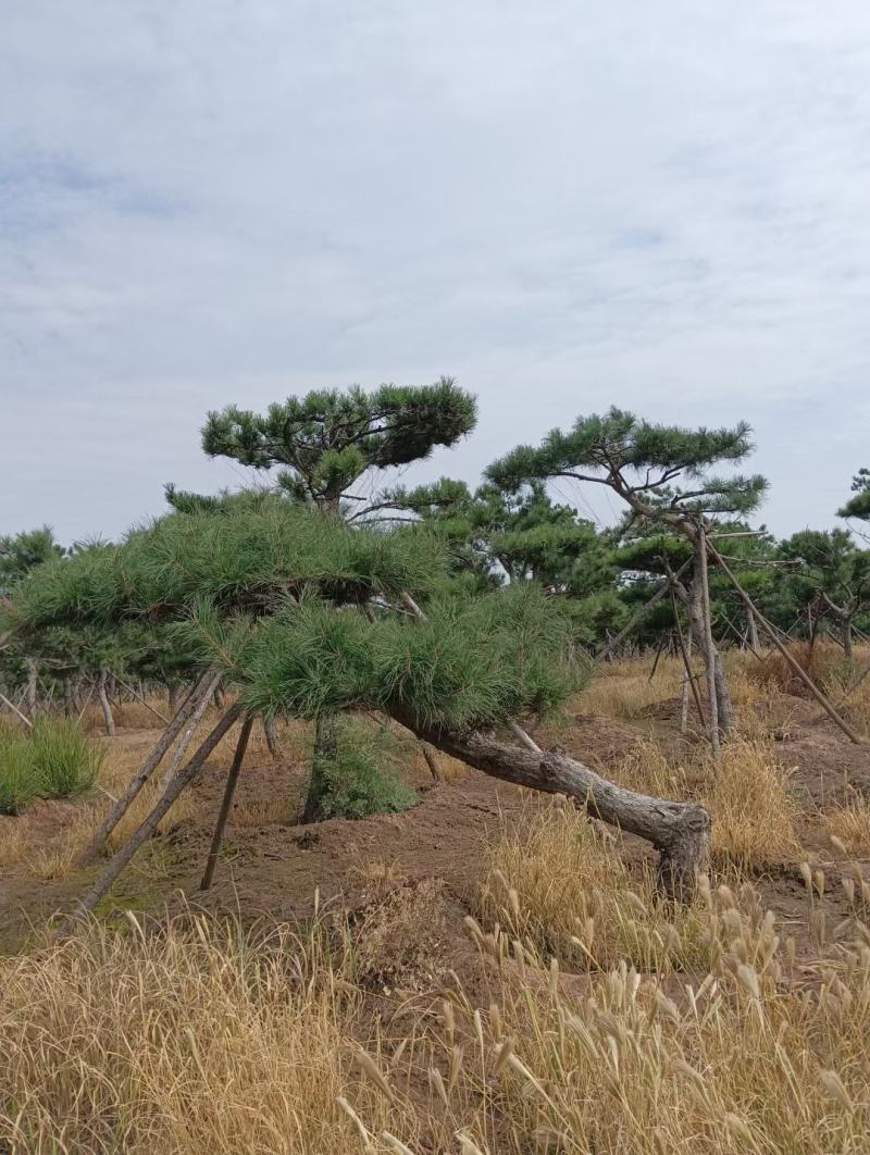 造型油松，形态各异，树形优美高度2-5米，粗度15公分