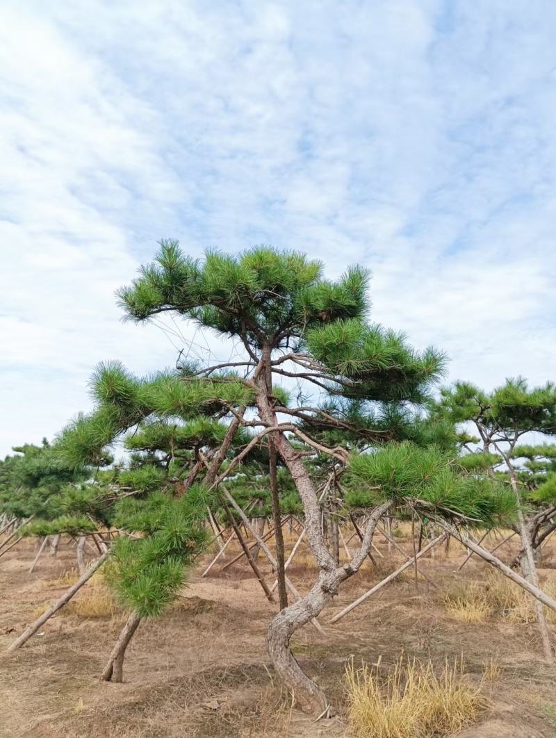 造型油松，形态各异，树形优美高度2-5米，粗度15公分