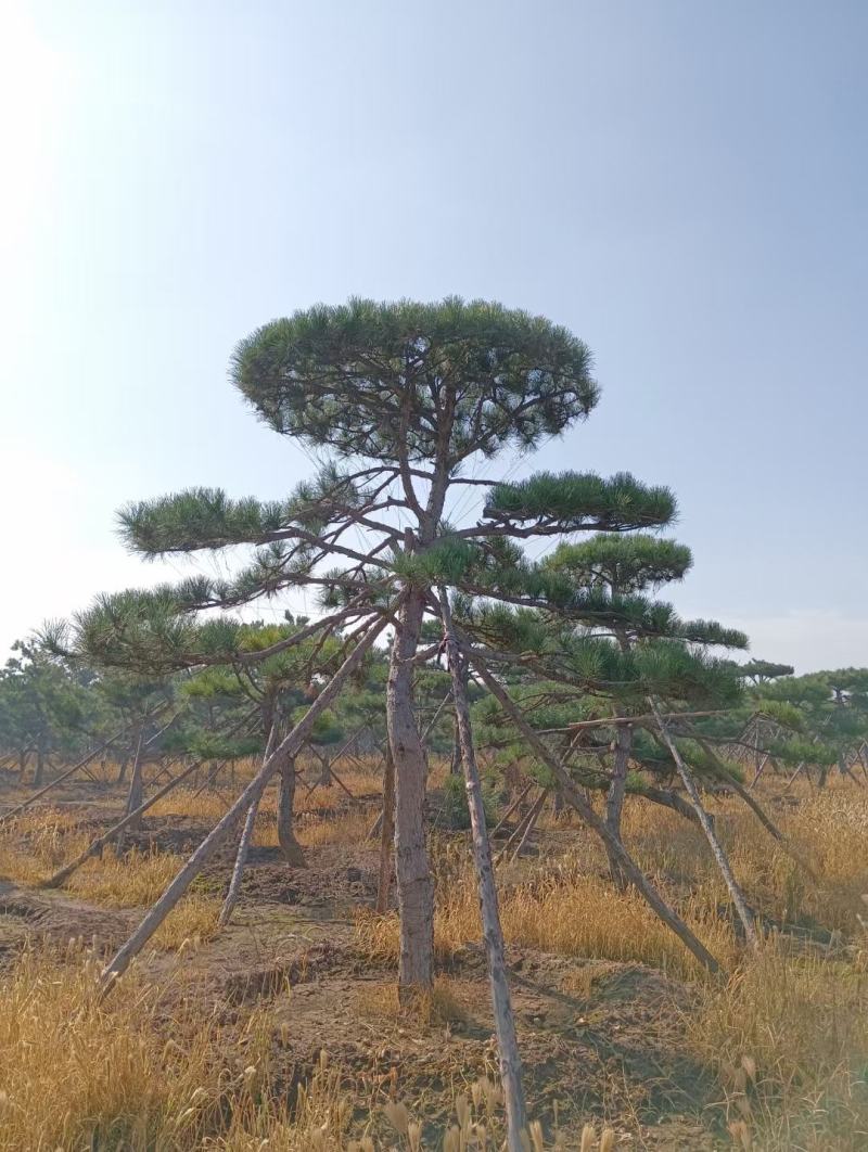 造型油松，形态各异，树形优美高度2-5米，粗度15公分