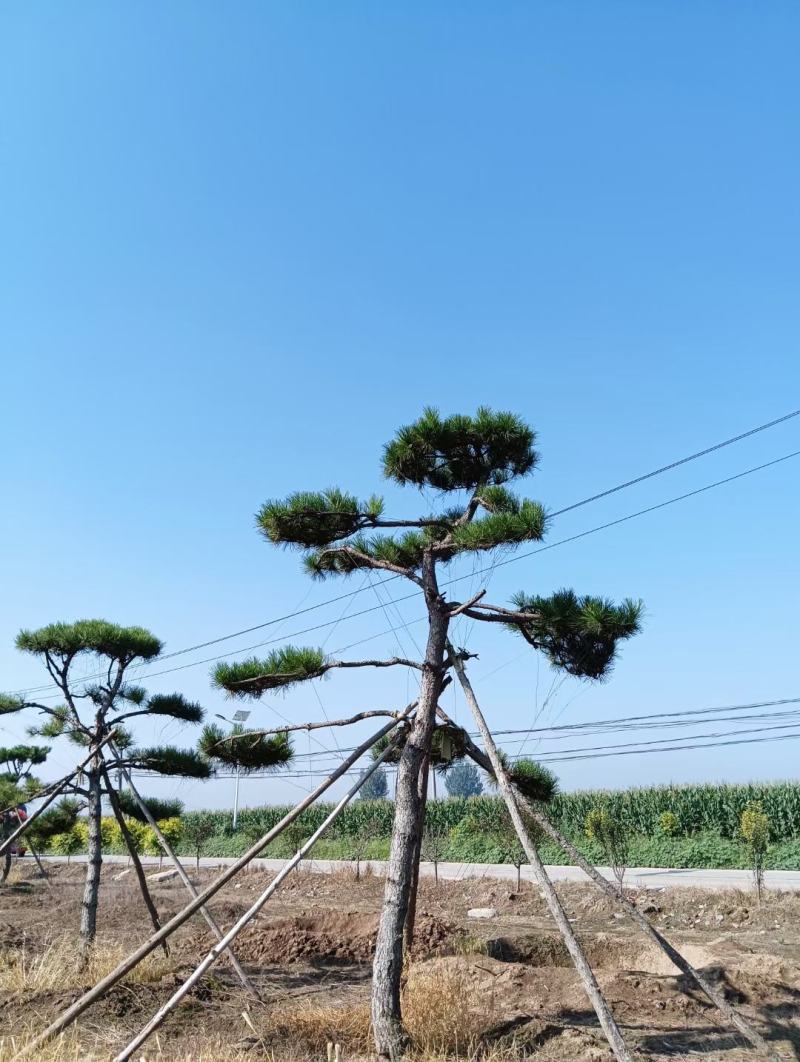 造型油松，形态各异，树形优美高度2-5米，粗度15公分