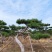 造型油松，形态各异，树形优美高度2-5米，粗度15公分