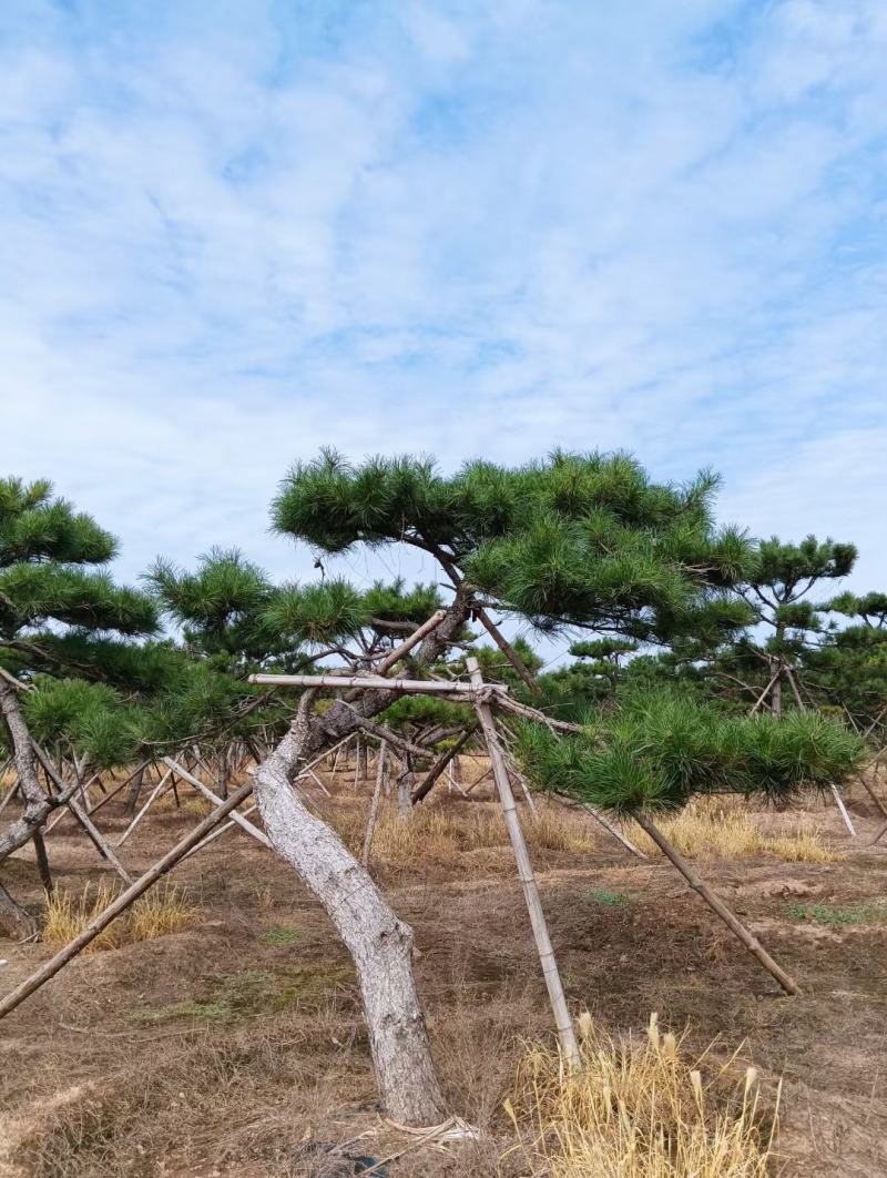 造型油松，形态各异，树形优美高度2-5米，粗度15公分