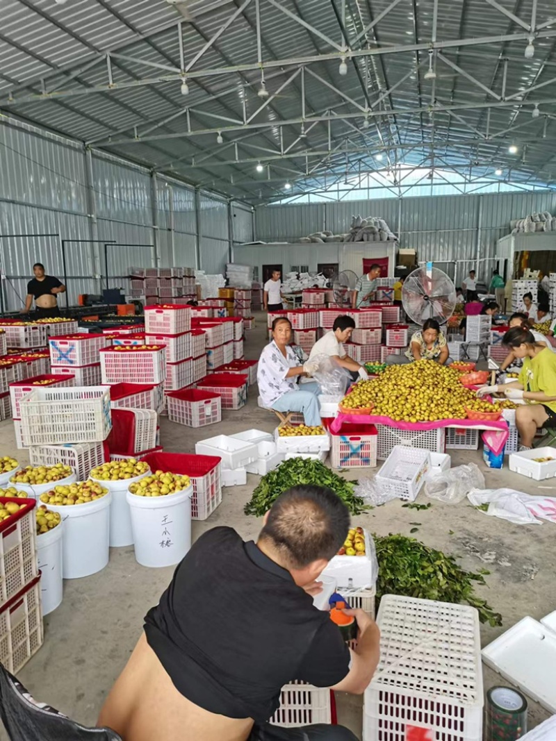 陕西大荔冬枣