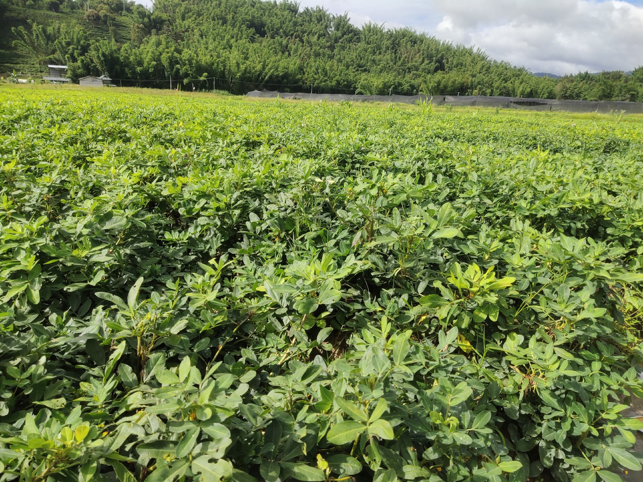 黑皮花生田间种植场景