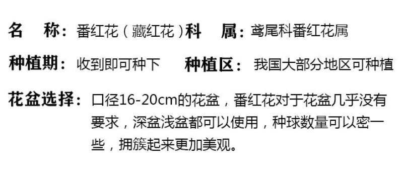 藏红花种球、耐寒耐热、精品种球、全国发货潘红花种球